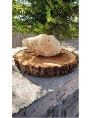 Deniz Süngeri (Bebek Boy)