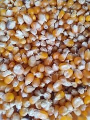 Patlayan Mısır (1000gr)