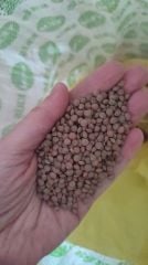 Yerli Tohum Doğal Yeşil Mercimek (1000gr)