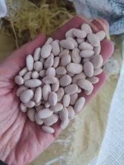 Yerli Tohum Kuru Fasulye (1000gr)